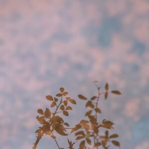 Photographie d’art humaniste contemporaine représentant le reflet de ronces délicates se détachant sur un ciel doux aux nuances rosées et bleutées, où apparaît la lune, symbole d’espoir et de lumière. Tirage photographique fine art à vendre, œuvre photographique poétique évoquant la fragilité, la résilience, la nature et la confiance en l’avenir. Photographie d’art pour décoration murale, idéale pour intérieur élégant, art pour entreprise favorisant le bien-être au travail, investissement artistique ou exposition en galerie d’art contemporaine. Tirage photo fine art à vendre, œuvre poétique sur la fragilité, la résilience et l’espoir, idéale pour intérieur, entreprise ou galerie d’art.