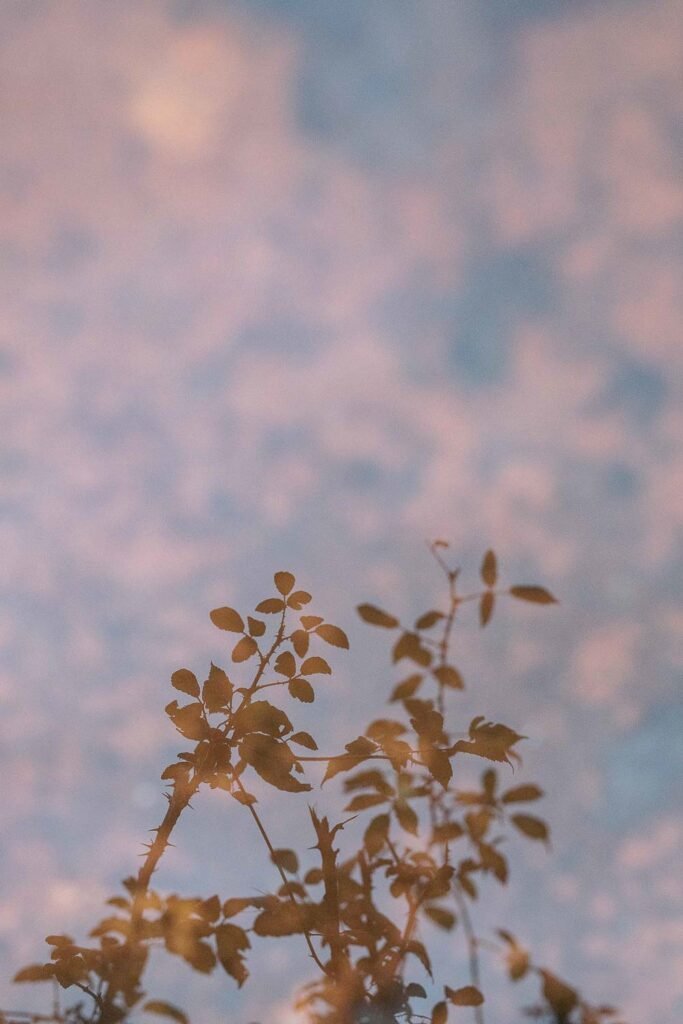 Photographie d’art humaniste contemporaine représentant le reflet de ronces délicates se détachant sur un ciel doux aux nuances rosées et bleutées, où apparaît la lune, symbole d’espoir et de lumière. Tirage photographique fine art à vendre, œuvre photographique poétique évoquant la fragilité, la résilience, la nature et la confiance en l’avenir. Photographie d’art pour décoration murale, idéale pour intérieur élégant, art pour entreprise favorisant le bien-être au travail, investissement artistique ou exposition en galerie d’art contemporaine. Tirage photo fine art à vendre, œuvre poétique sur la fragilité, la résilience et l’espoir, idéale pour intérieur, entreprise ou galerie d’art.